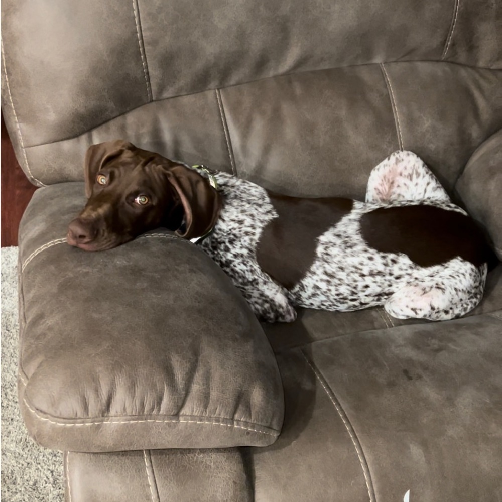 Meet your Posher, Harlipen